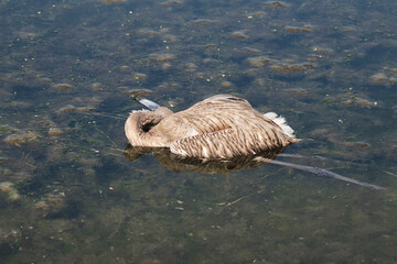 Dead flamingo. Dead young flamingo.