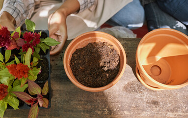 Woman, hands and pot with plants, gardening and flowers for landscaping, hobby or relax in...