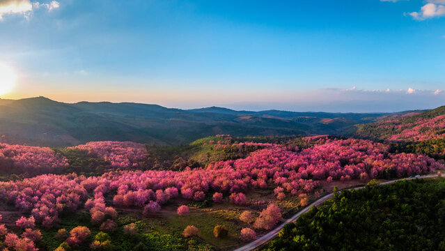 Pink sakura Flower at phu lom lo in Loei, Thailand.