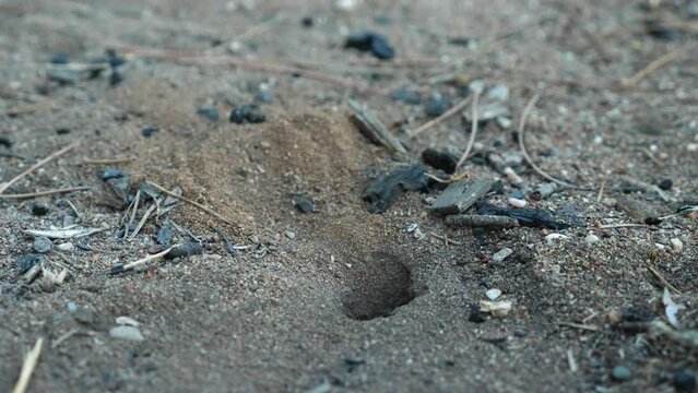 Close-up wasp tarantula hawk species of large spider wasp. Goes into a burrow and pulls sand out of it. Slow motion
