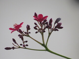 Beautiful Red Color Indian Flower Jatropha integerrima, commonly known as peregrina or spicy jatropha, is a species of flowering plant