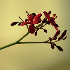 Beautiful Red Color Indian Flower Jatropha integerrima, commonly known as peregrina or spicy jatropha, is a species of flowering plant