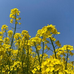 Obraz premium field of yellow flowers