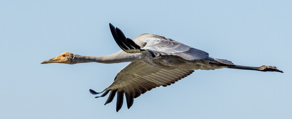 Brolga Crane in Victoria Australia
