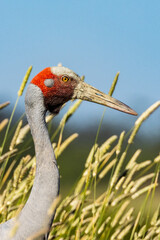 Brolga Crane in Victoria Australia