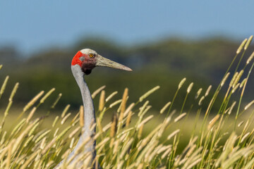 Fototapeta premium Brolga Crane in Victoria Australia