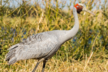 Fototapeta premium Brolga Crane in Victoria Australia