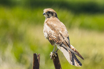 Brown Falcon in Victoria Australia