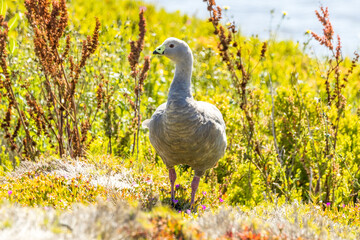 Cape Barren Goose in Victoria Australia