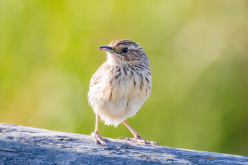 Striated Fieldwren in Victoria Australia