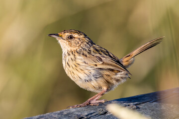 Striated Fieldwren in Victoria Australia