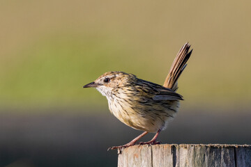 Striated Fieldwren in Victoria Australia