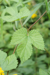 Closeup on a green leaf of common hop, Humulus lupulus