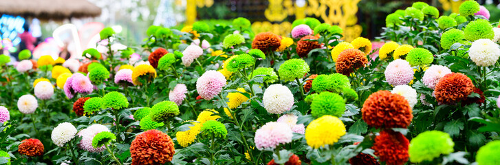 Panorama of Pompon Dahlias Flowers in The Garden