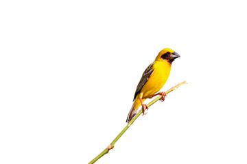 Beautiful Asian golden weaver isolated on transparent background.	