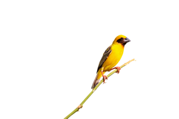 Beautiful Asian golden weaver isolated on transparent background.	