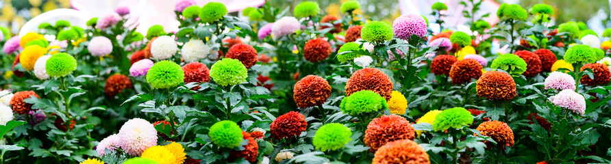 Panorama of Pompon Dahlias Flowers in The Garden