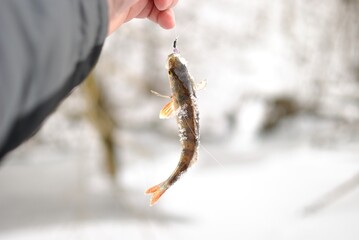 Winter fishing with ice fishing for perch
