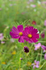 pink cosmos flower