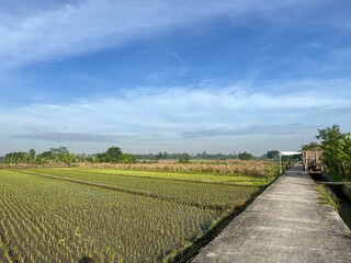 Fototapeta na wymiar Beautiful landscape growing Paddy rice field two side with long road and blue sky background in Yogyakarta, Indonesia.