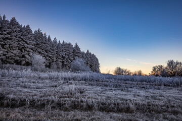 the first frosts and frost in the wild