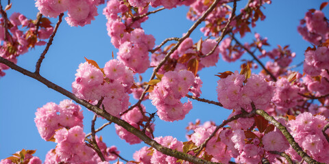 sakura blossom in morning light. celebrating hanami