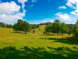 Obraz premium forested mountains on a summer day. tree along the road. clouds above the hills. explore carpathian countryside