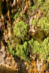 Canyon rock. Fragment of a mountain. Green plants grow on the rock and water flows down.