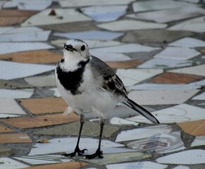 Indian White Wagtail Bird