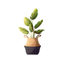 Houseplant in rattan basket. Home garden, potted plant concept. Isolated vector illustration.