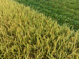 Growing organic sweet potatoes. Organic farming