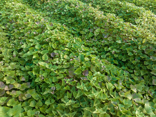 Growing organic sweet potatoes. Organic farming