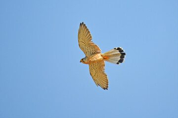 Small insects hunter bird Eurasian kestrel flying