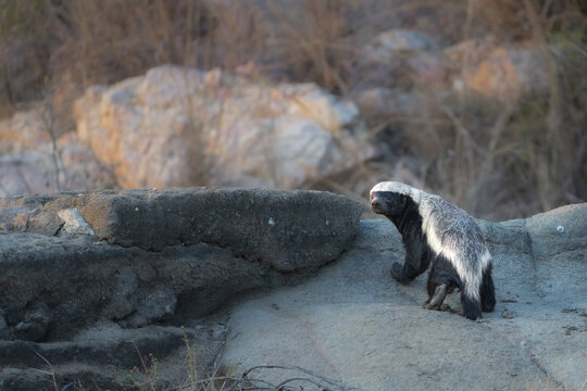 A Honey Badger looking back over his shoulder into the camera while standing on the rocks, Greater Kruger.