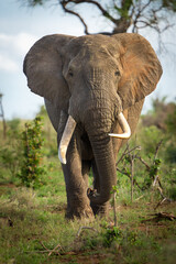 Naklejka na ściany i meble A beautiful big elephant bull walking straight towards the camera in the lush landscape of Kruger National Park. 