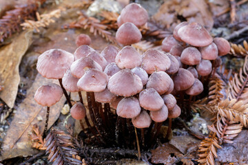Marasmius plicatulus cluster found in Redwoods forest floor at Nisene Marks State Park, Santa Cruz County, California.