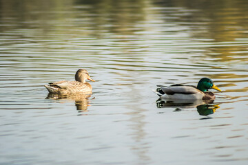 Wild ducks in their natural environment, in the autumn cold water of the lake.