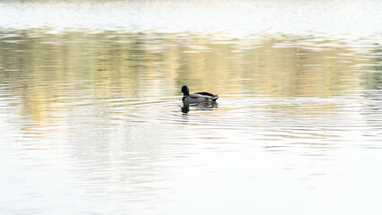 Wild ducks in their natural environment, in the autumn cold water of the lake.