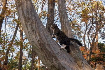 木に登って遊ぶ猫