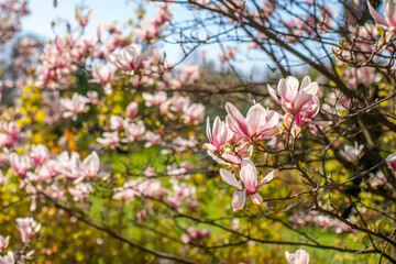 Magnolia bloomed against the sky. beautiful flowers pink flowers magnolia background. The beginning of spring.