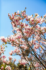 Magnolia bloomed against the sky. beautiful flowers pink flowers magnolia background. The beginning of spring. spring vertical wallpaper.