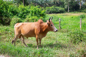 Naklejka na ściany i meble Asian male orange bulls are bred for sporting combat in Thailand.
