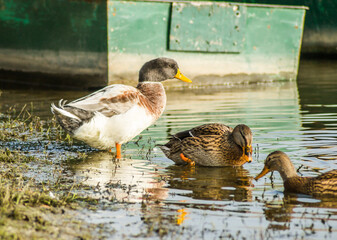 Wild ducks in their natural environment, in the autumn cold water of the lake.