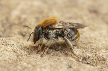 Close up on a rare solitary bee, the byssal resin-leafcutter, Trachusa byssina sitting on stone