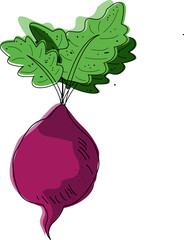 Beet vegetable, vector icon vegetable