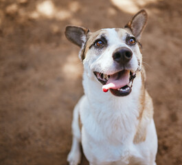 Rescue dog, animal shelter and puppy playing alone at an animal pound for protection, safety and adoption. Homeless, abandoned and small pet waiting for a home at an outdoor local kennel or vet.