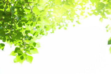 Obraz premium Tree branch with leaves on white background with sunlight