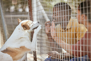 Fence, dog or couple with empathy at an adoption shelter or homeless center for dogs helping rescue...