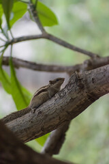 Beautiful Indian palm squirrel on the tree with natural view background wallpaper, selective focus image.
