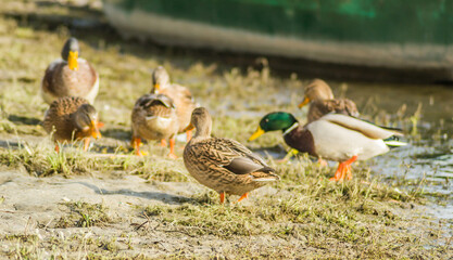 Wild ducks in their natural environment, on the shore next to the cold, autumn water of the lake.